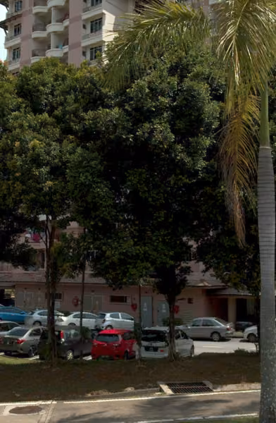 tree photo