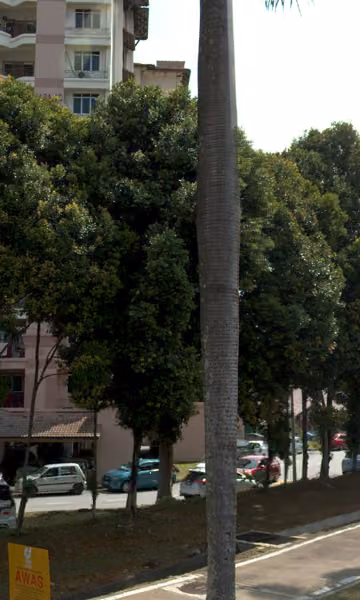 tree photo