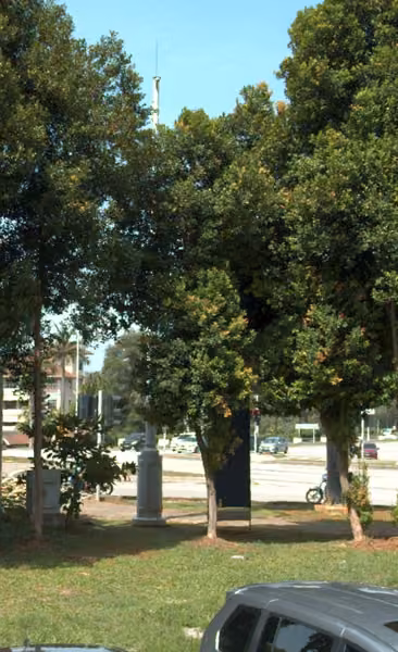 tree photo