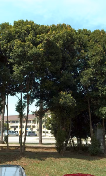 tree photo