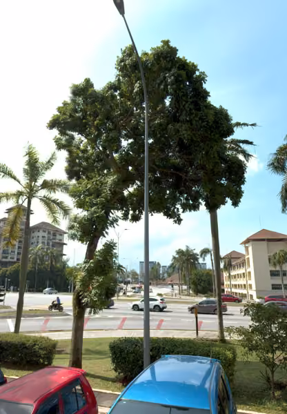 tree photo