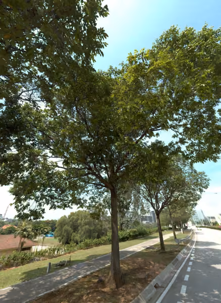 tree photo
