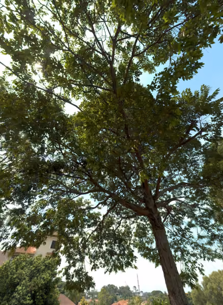 tree photo