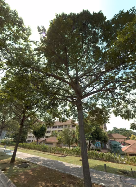 tree photo