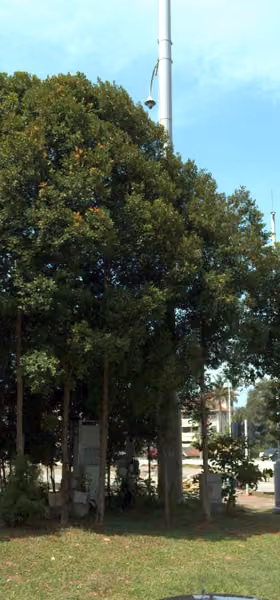 tree photo