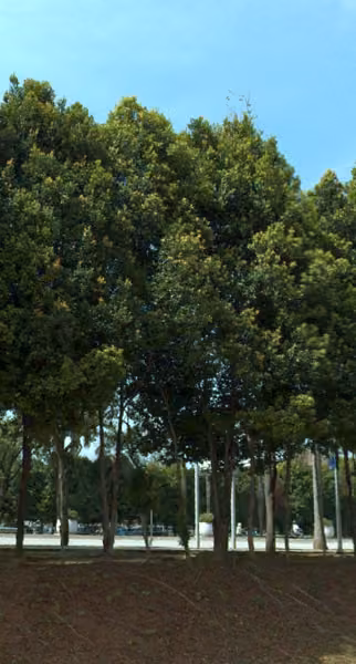 tree photo