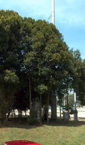 tree photo