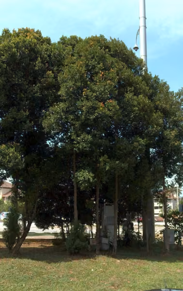 tree photo