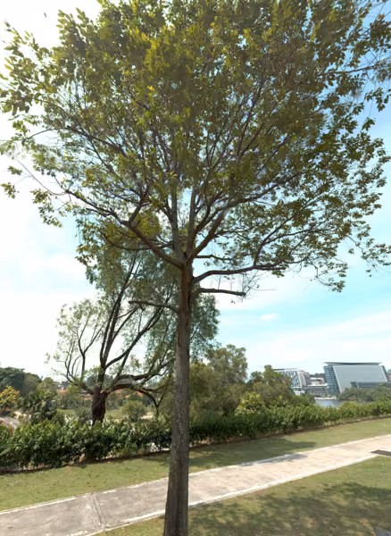 tree photo