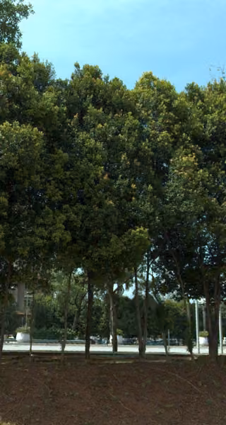 tree photo