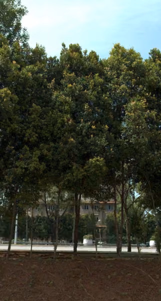 tree photo