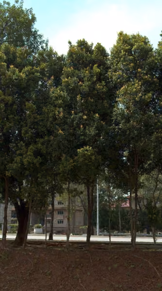 tree photo