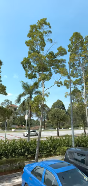 tree photo