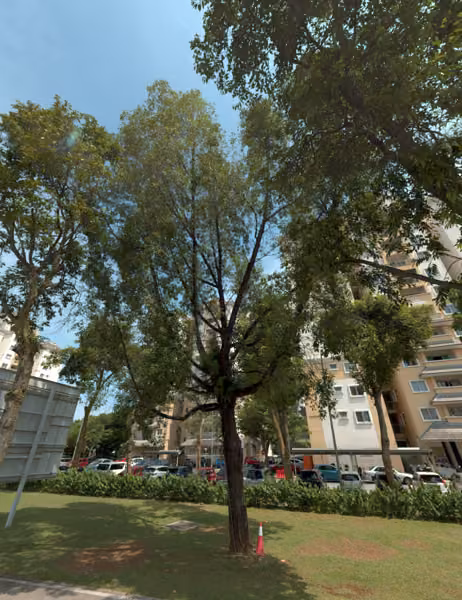 tree photo