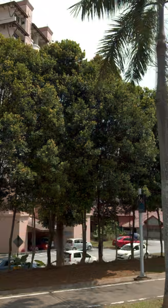 tree photo