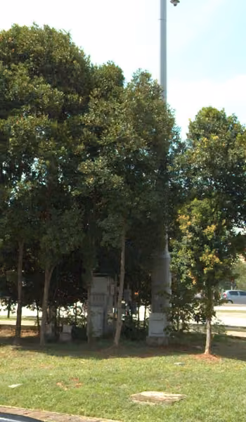 tree photo
