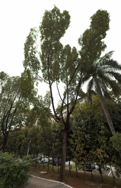 tree photo