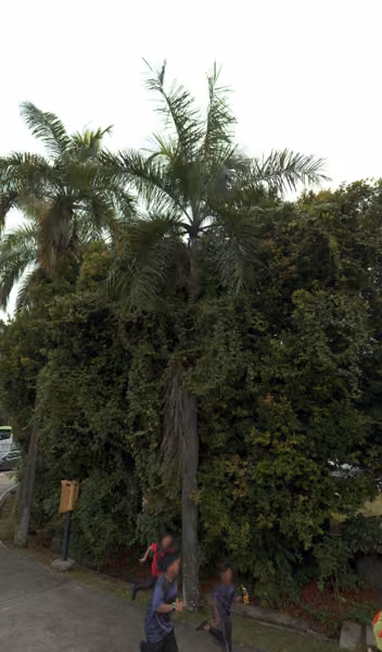 tree photo