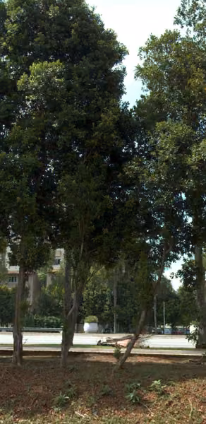 tree photo