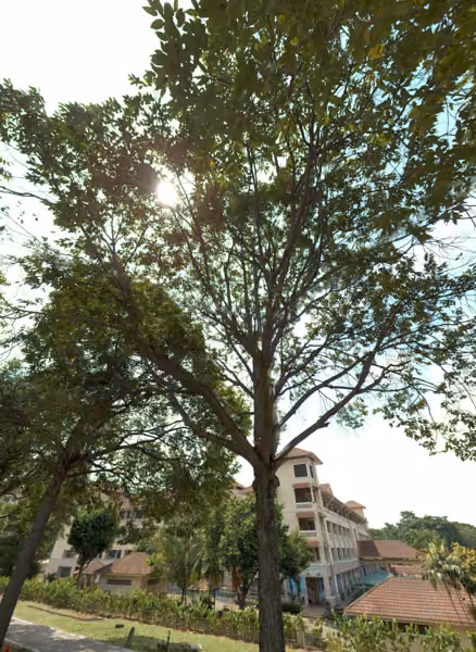 tree photo