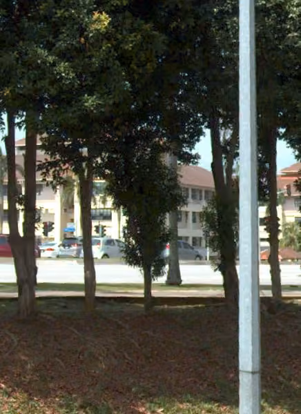 tree photo