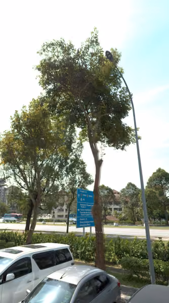 tree photo
