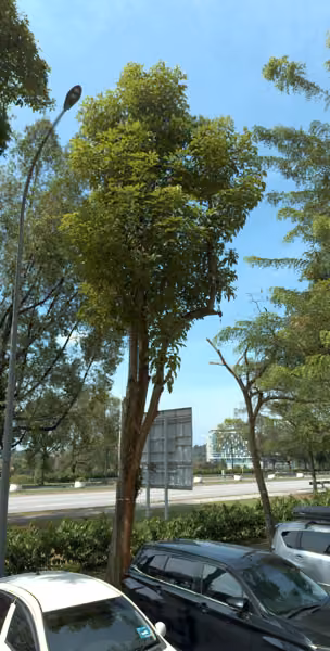 tree photo