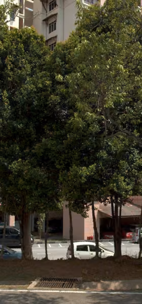 tree photo
