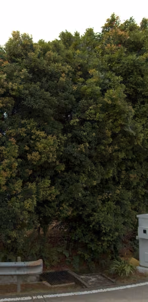 tree photo