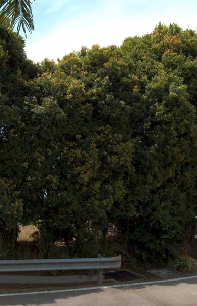 tree photo