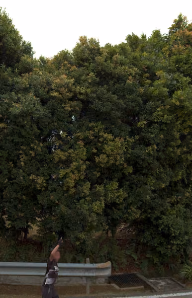 tree photo