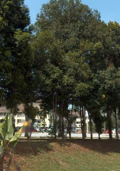 tree photo