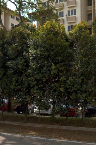tree photo