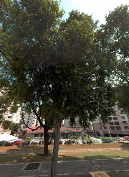 tree photo