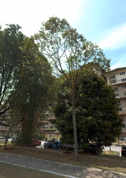 tree photo