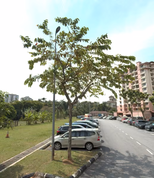 tree photo