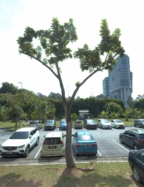 tree photo