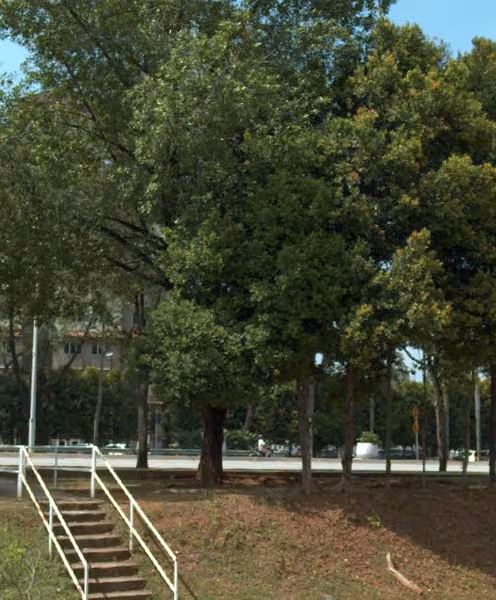 tree photo