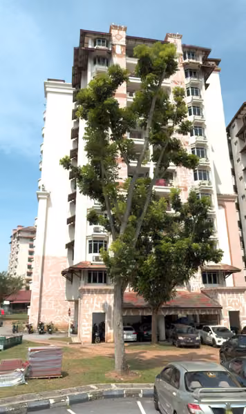 tree photo