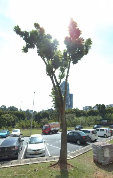 tree photo