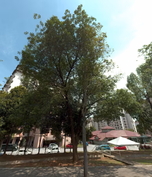 tree photo