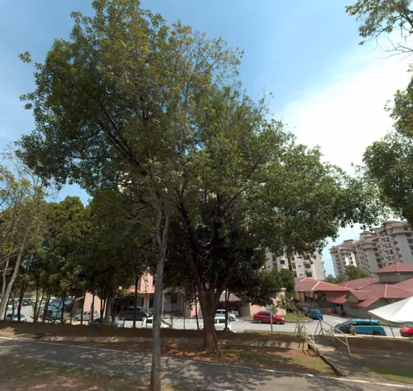 tree photo