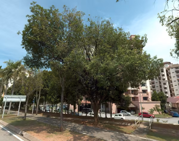 tree photo