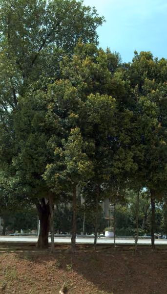 tree photo