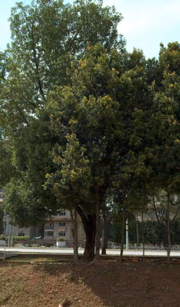 tree photo