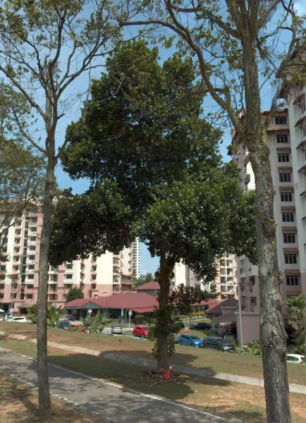 tree photo