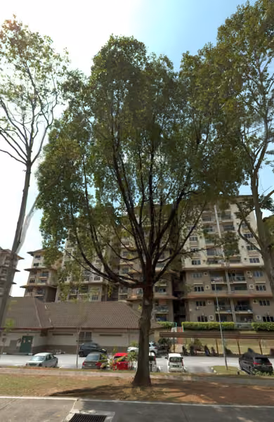 tree photo