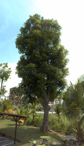 tree photo