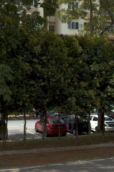 tree photo