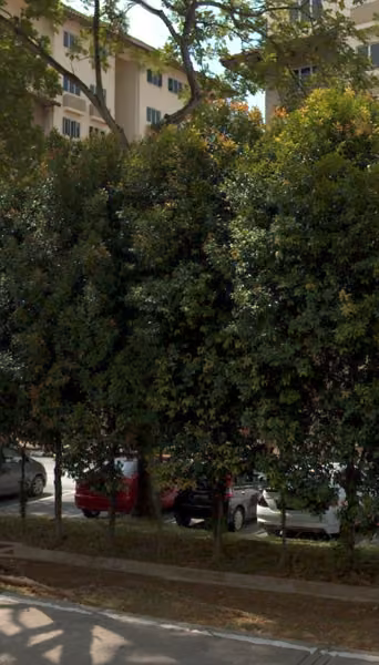 tree photo